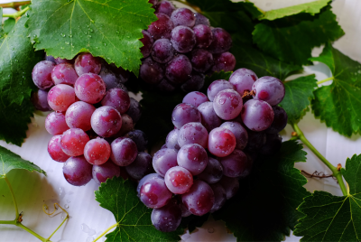 Allergic reaction to grapes